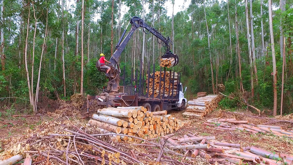 Florestal IMAP - Força e eficiência na movimentação de madeiras