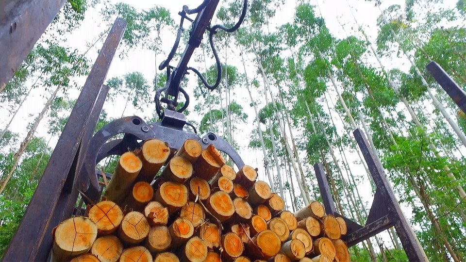 Garra Florestal - Força e eficiência na movimentação de madeiras